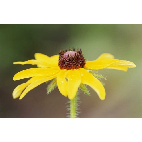 USA, Colorado, Boulder Sunflower close-up
